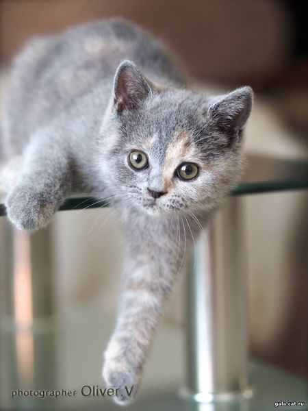 британская кошка Золушка, 3 мес., gala-cat.ru